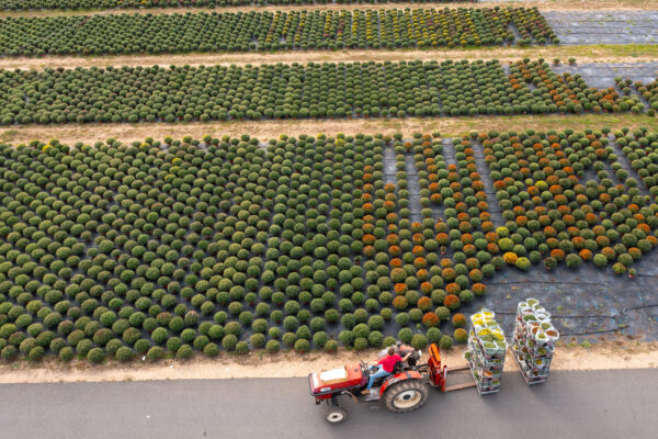 vue par drone champs de chrysanthème horticulture gatelier