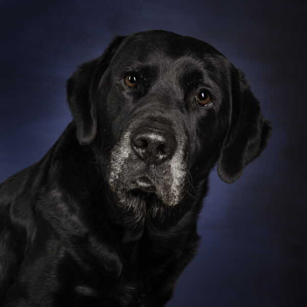 portrait de labrador en studio