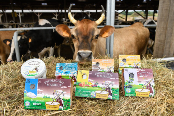 fromagerie maurice yaourts devant une vache