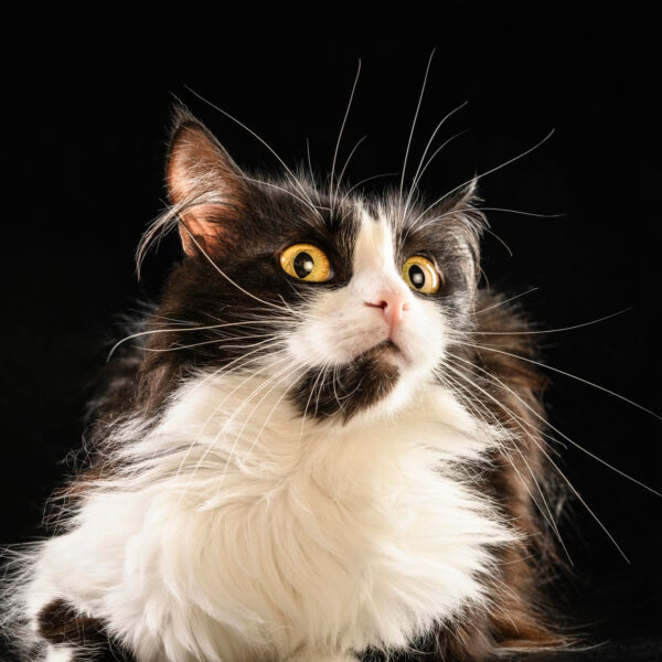 chat portrait studio