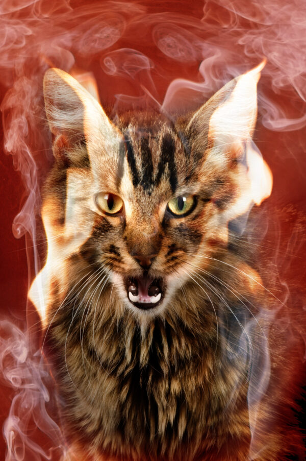 Chat dans des flammes photomontage