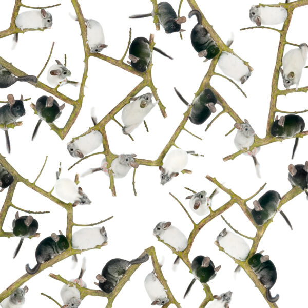 Chinchillas montage numérique