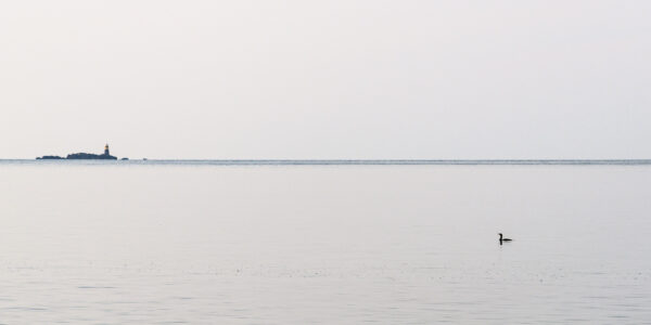 cormoran affleurant sur l'eau sur la ligne d’horizon de la mer