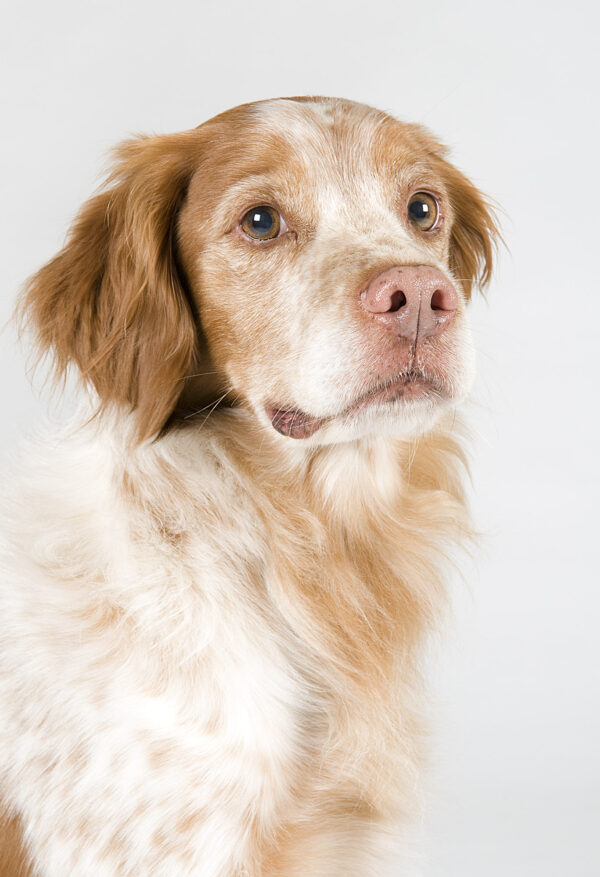 portrait chien studio