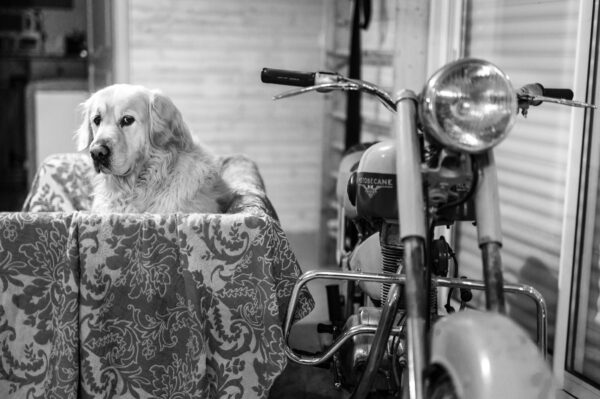 chien golden dans un canapé