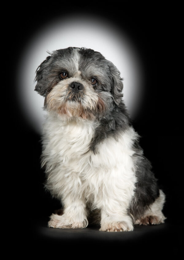 chien shih tzu avec auréole