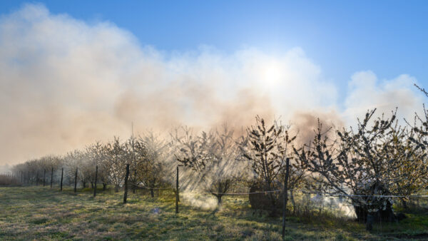 fruitiers protégés du froid par brasier