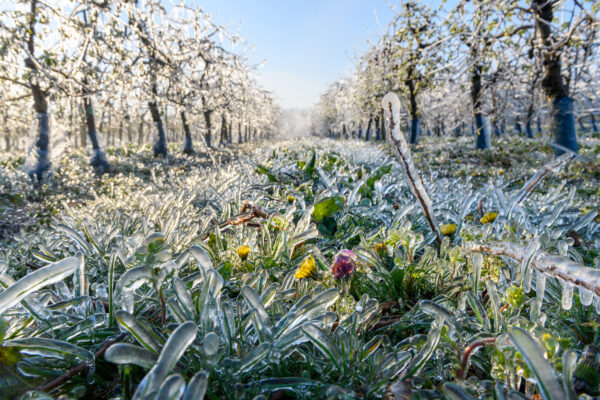 fruitiers protégés du froid par arrosage