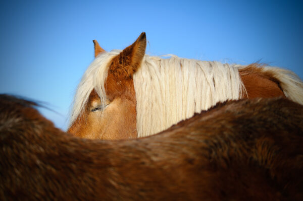 Jument blonde cachée derrière un autre cheval