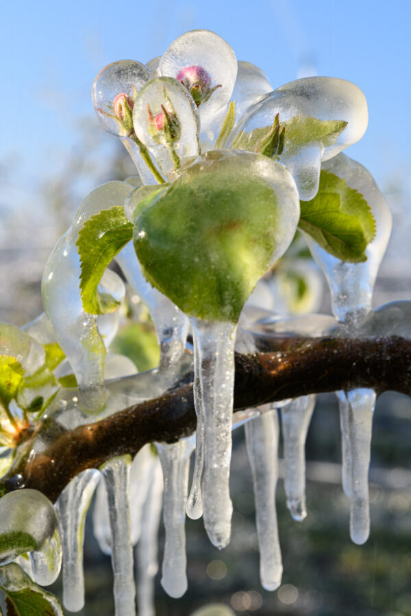 fruitiers protégés du froid par arrosage