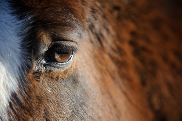 cheval détail sur un oeil