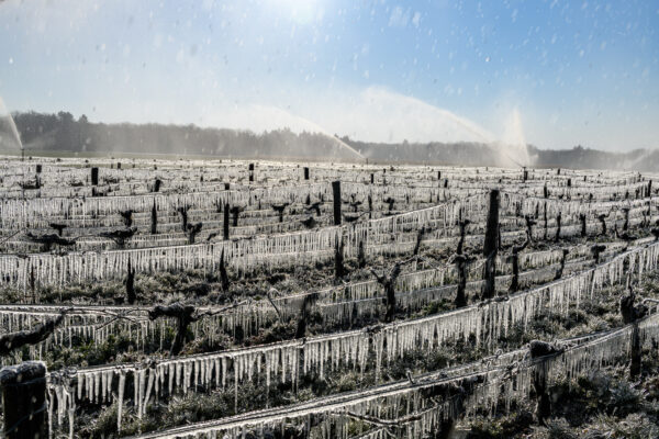 vigne protégée du froid par arrosage