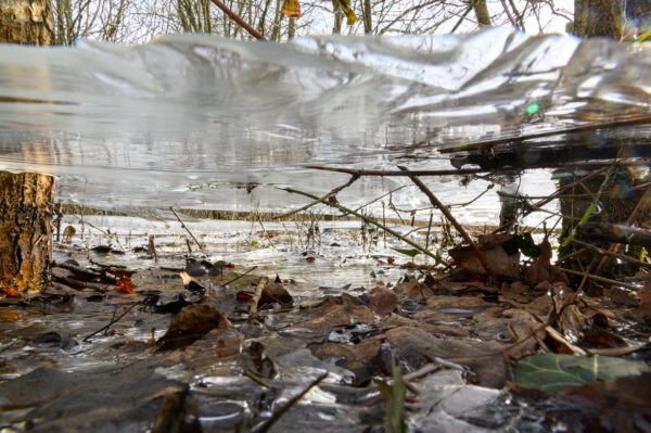 végétation sous la glace