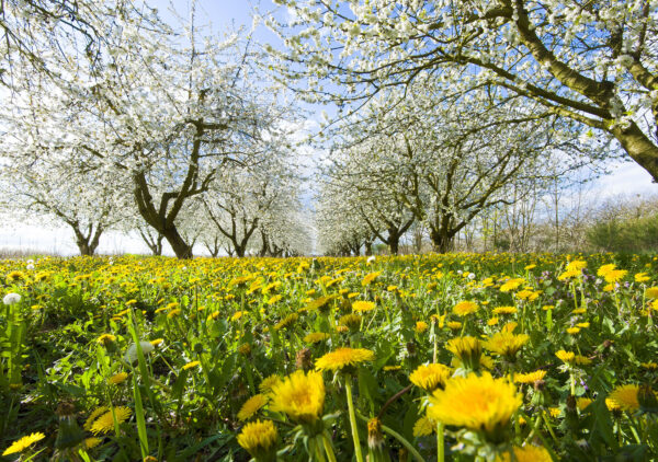 fleurs de pissenlit devant cerisiers en fleur