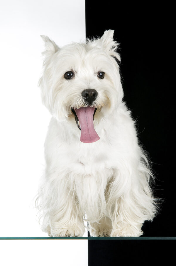 chien black and white