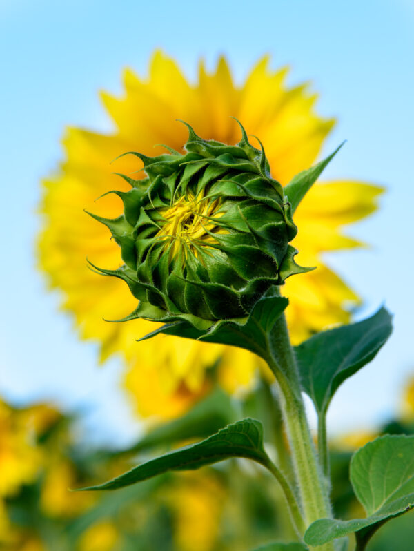 tournesol fermé devant tournesol ouvert