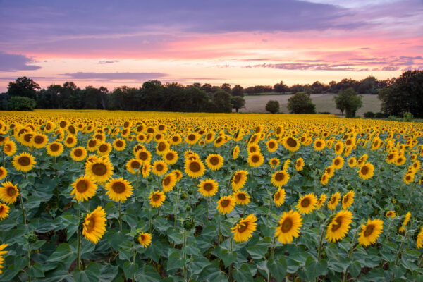 champs de tournesol sur coucher de soleil