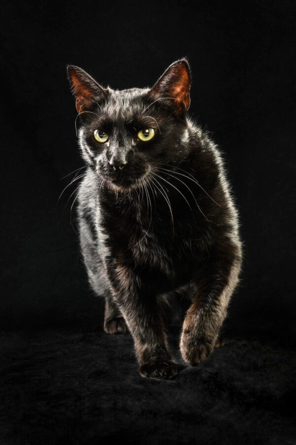 chat noir sur fond noir