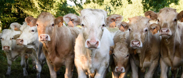 troupeau de jeunes vaches en creuse