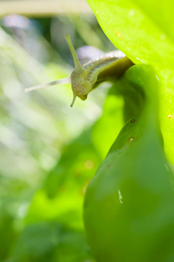 escargot dans la végétation
