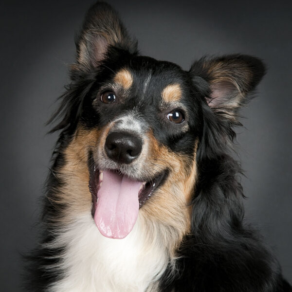 portrait chien studio