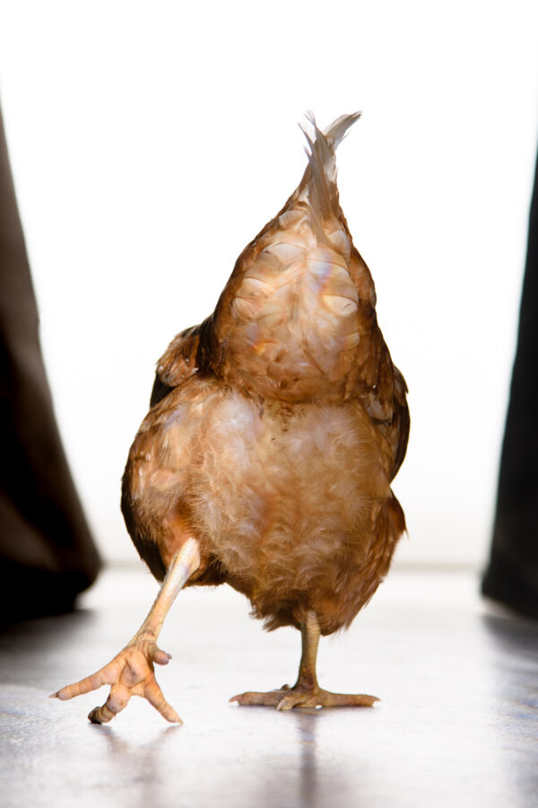 poule photographiée en studio vue de derrière