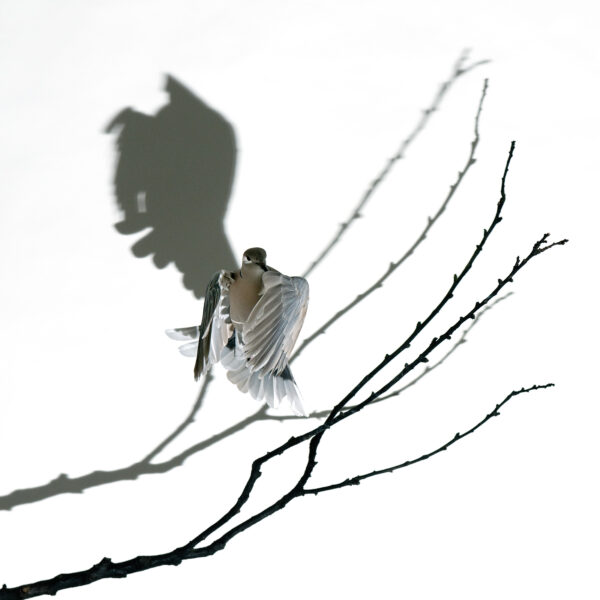 Tourterelle Turque avec son ombre sur un fond blanc