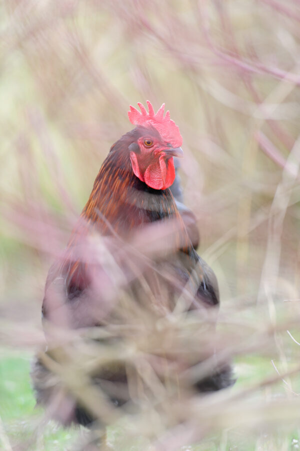 poule cachée dans la végétation