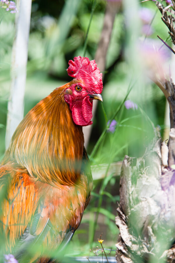coq dans la végétation