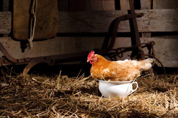 poule au pot image humoristique d'une poule posée sur un pot de chambre