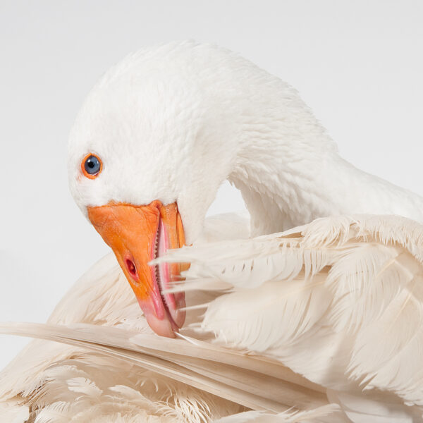 oie photo réalisée en studio fond blanc