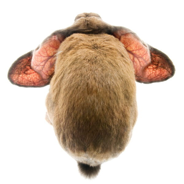 Lapin Belier Anglais détail des vaisseaux sanguins dans les grandes oreilles