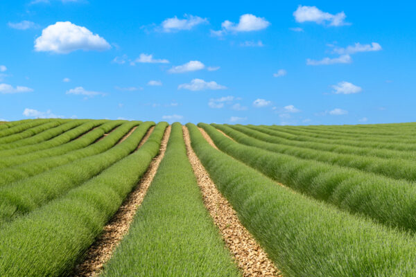 champs de lavande à Verdes