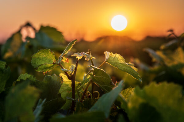 vigne détail de feuilles devant un coucher de soleil