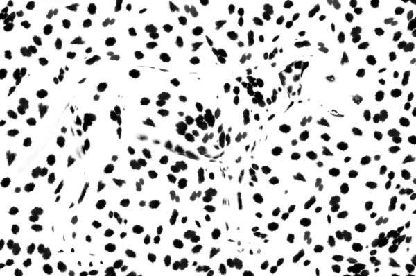 Dalmatien image graphique le chien se confondant dans ses tâches