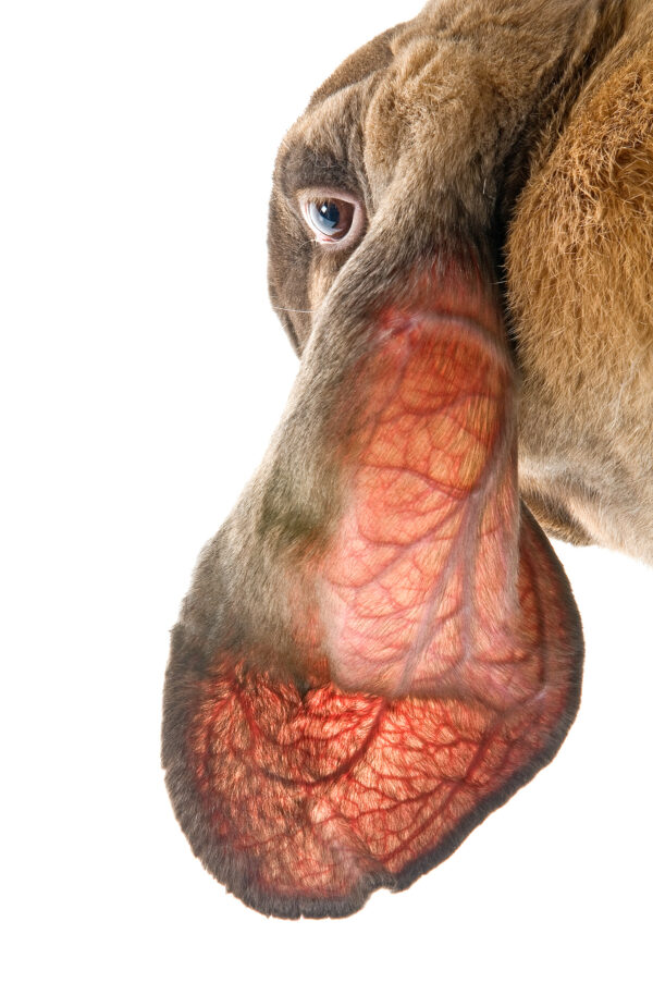 Lapin Belier Anglais détail des vaisseaux sanguins dans les grandes oreilles