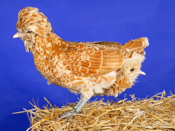 Poules Padoue naines une petite cachée derrière une grande en studio
