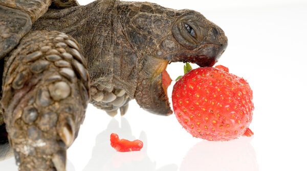 Tortue Grecque mangeant une fraise la gueule ouverte fond blanc en studio
