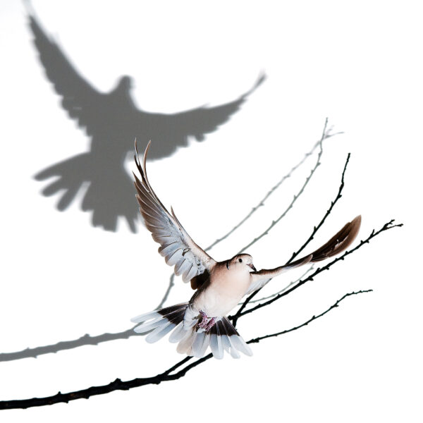 Tourterelle Turque avec son ombre sur un fond blanc