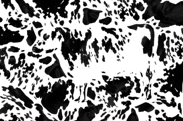 Vache image graphique la vache se perdant dans ses taches