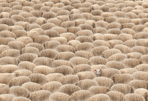 foule de moutons avec un seul qui lève la tête photomontage