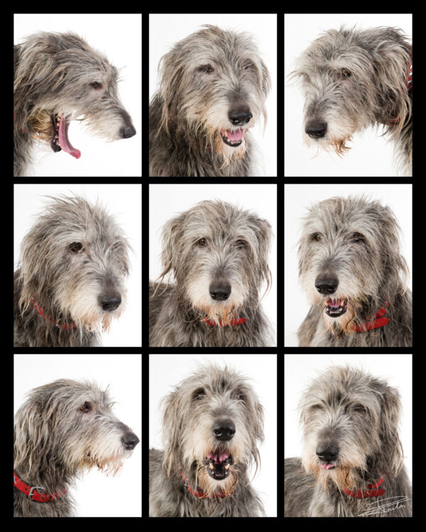 portraits de chien irish wolfhound