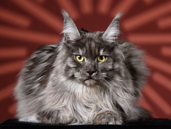 portrait de chat Maine Coon sur fond lumineux